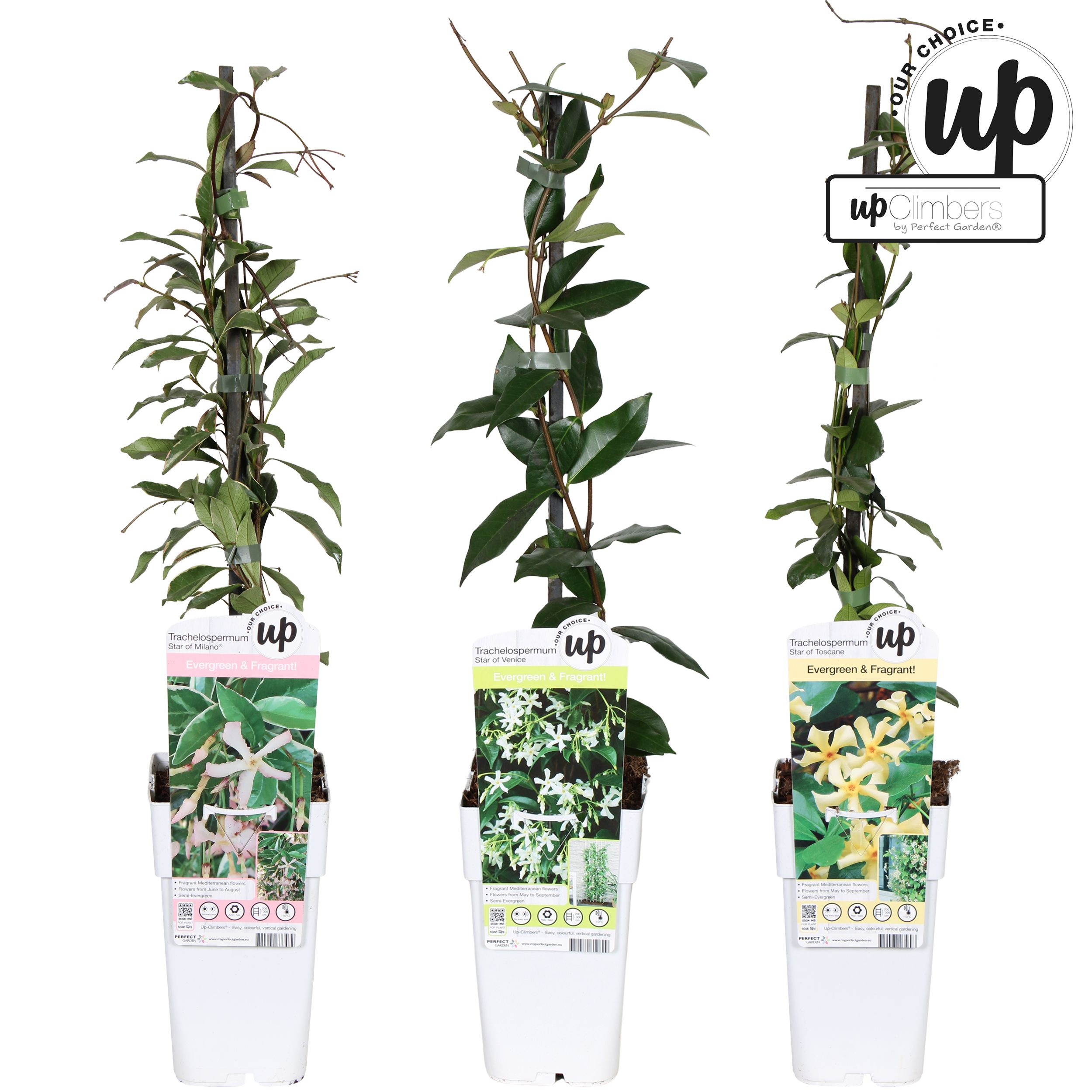 Picture of Trachelospermum Our Choice mix shelve P15