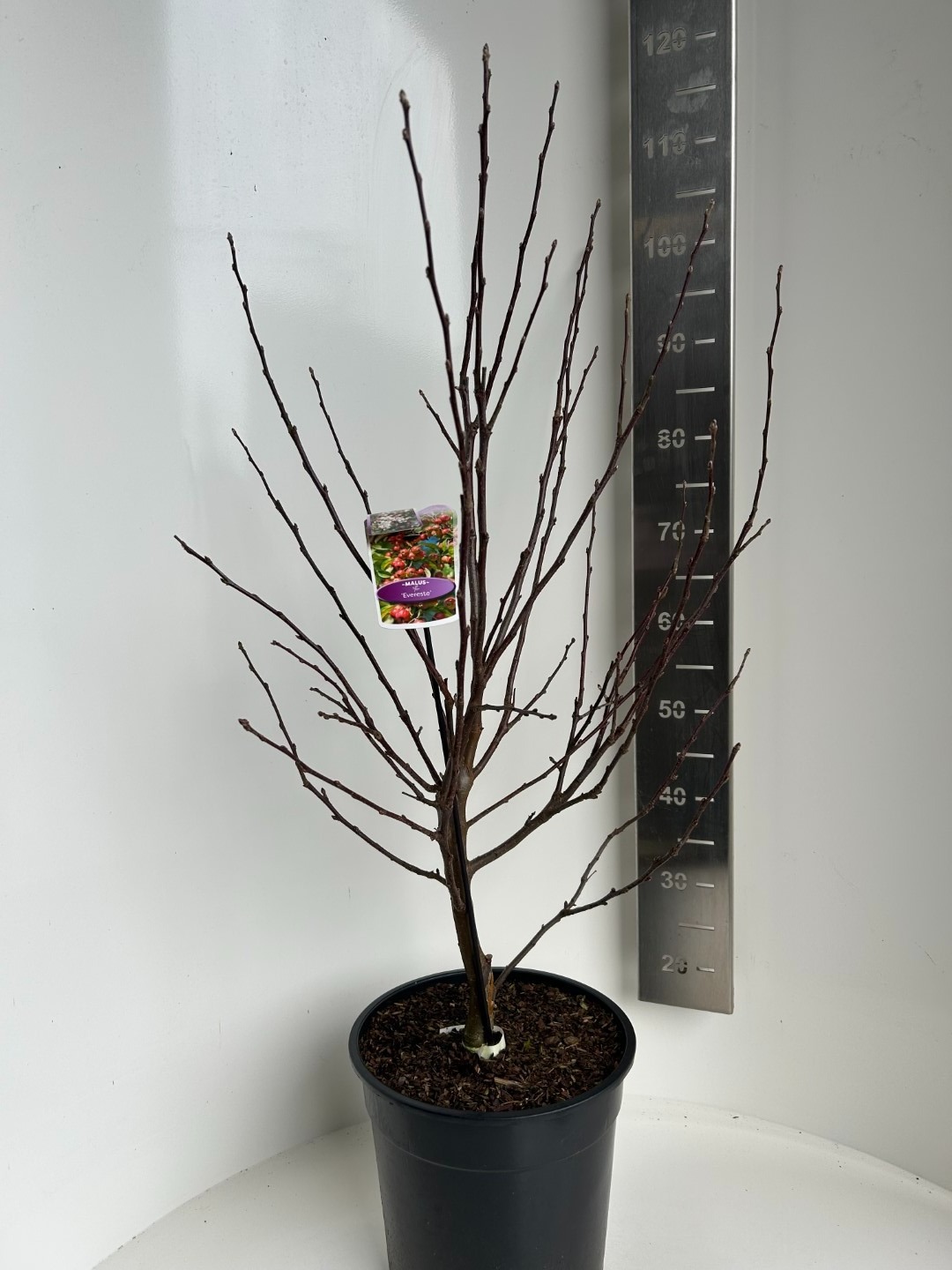 Picture of Malus Evereste P29 (10 Ltr) (LOOSE)