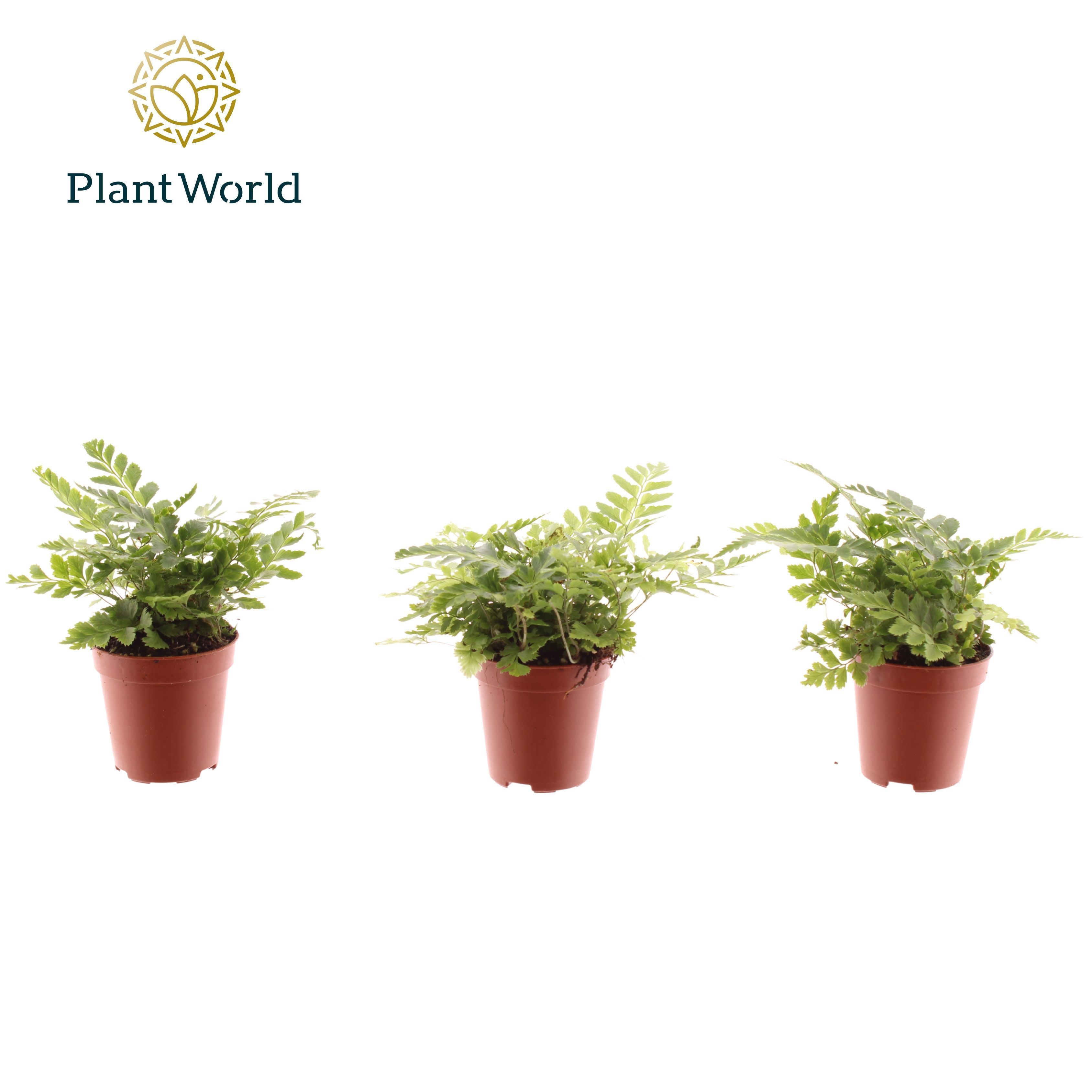 Ferns Tiny Rumohra Adiantiformis Variegata Decorum | Gardenline