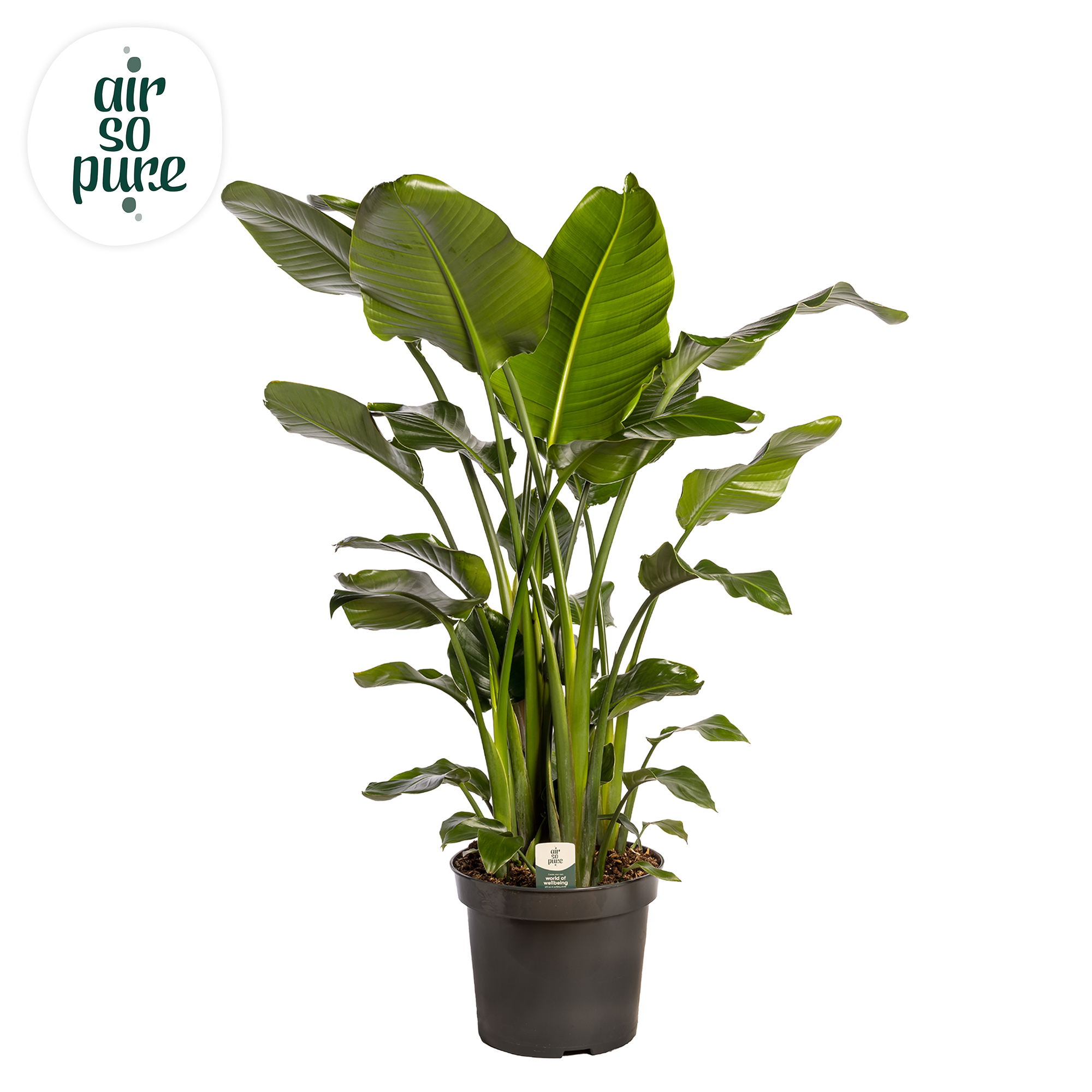 Picture of Strelitzia nicolai 5PP Air So Pure P35 160CM (LOOSE)