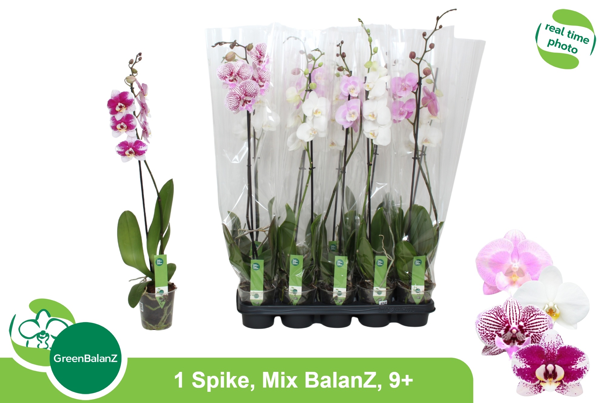 Phalaenopsis Asst 12Ø 75cm