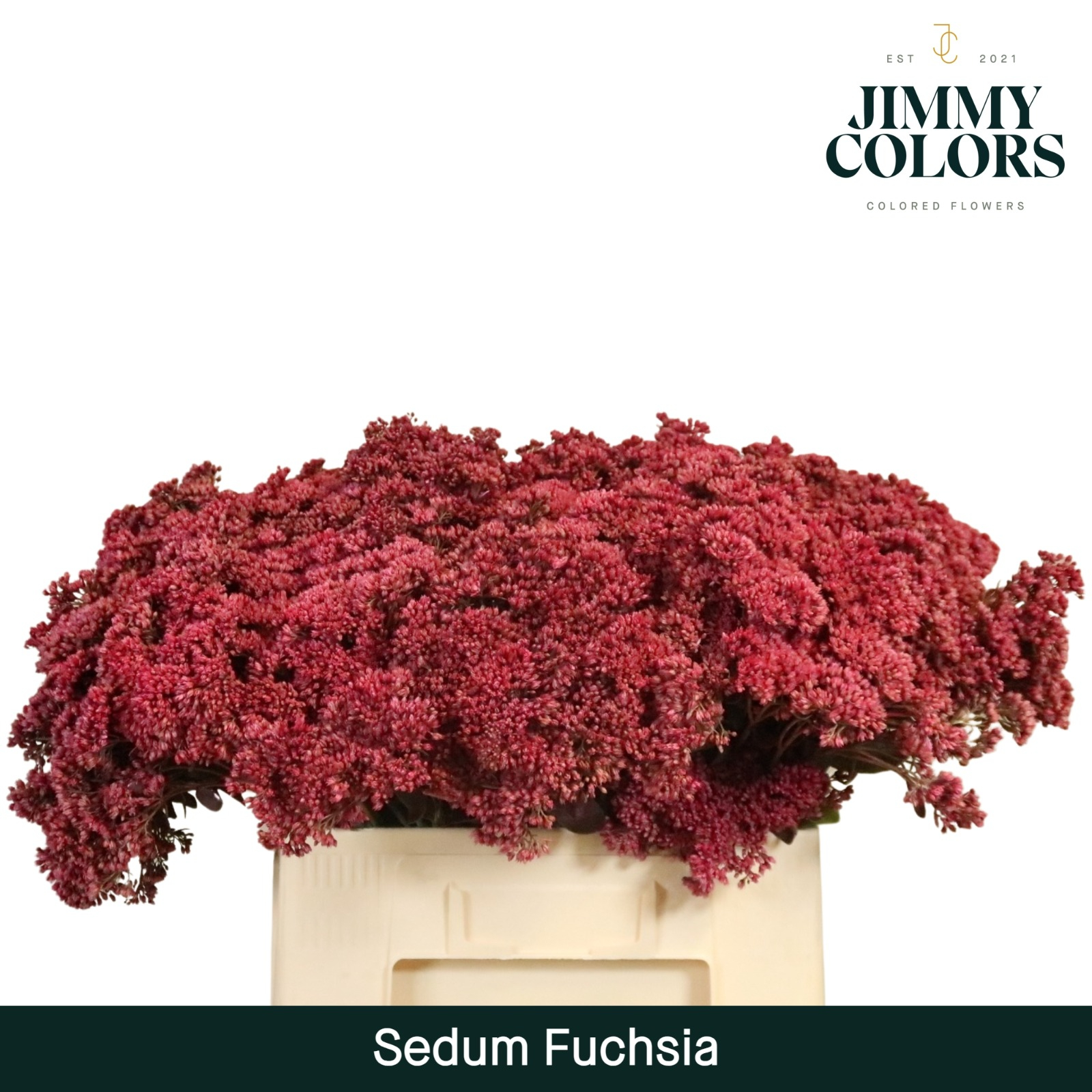 Sedum L55 Fuchsia
