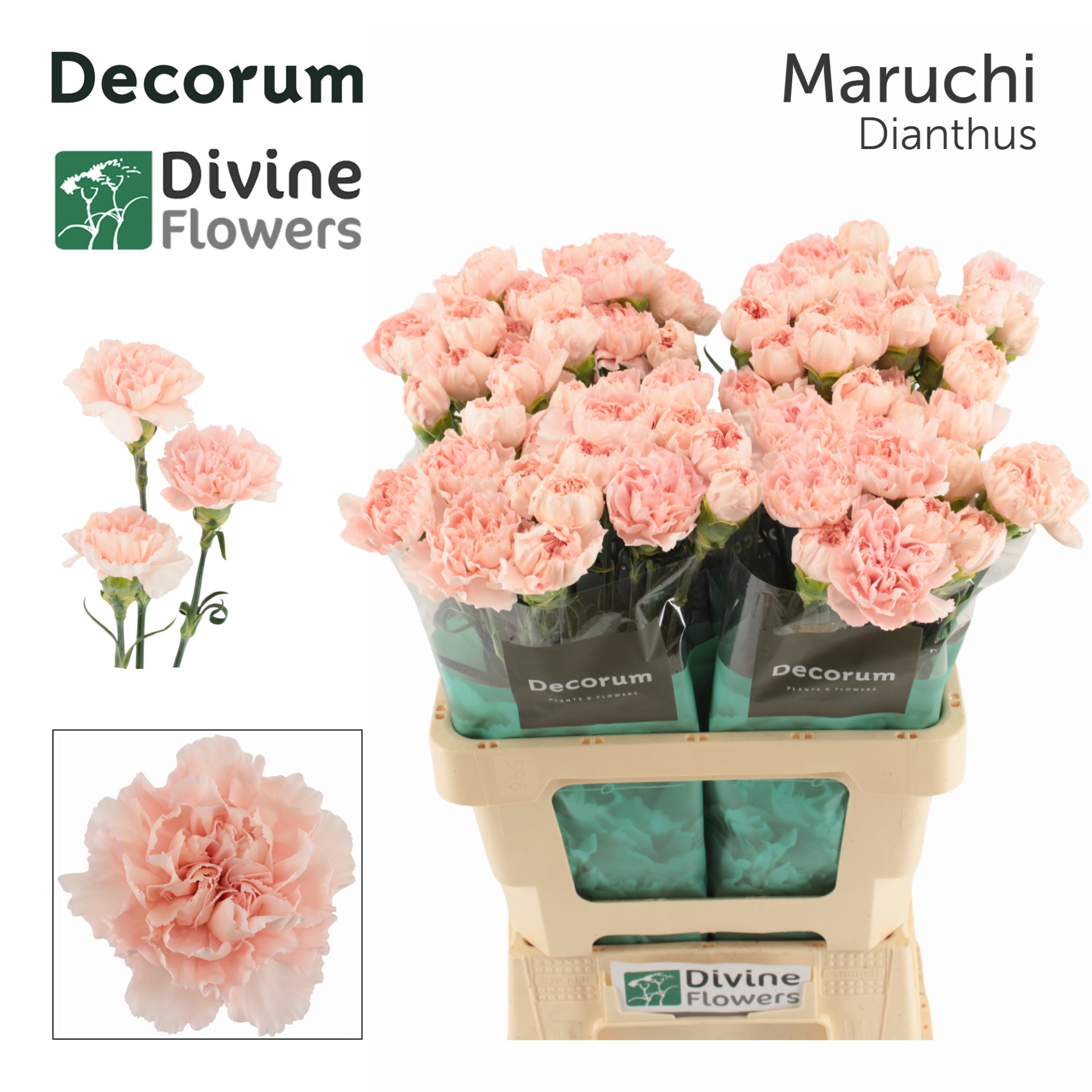 Dianthus St Maruchi 60cm
