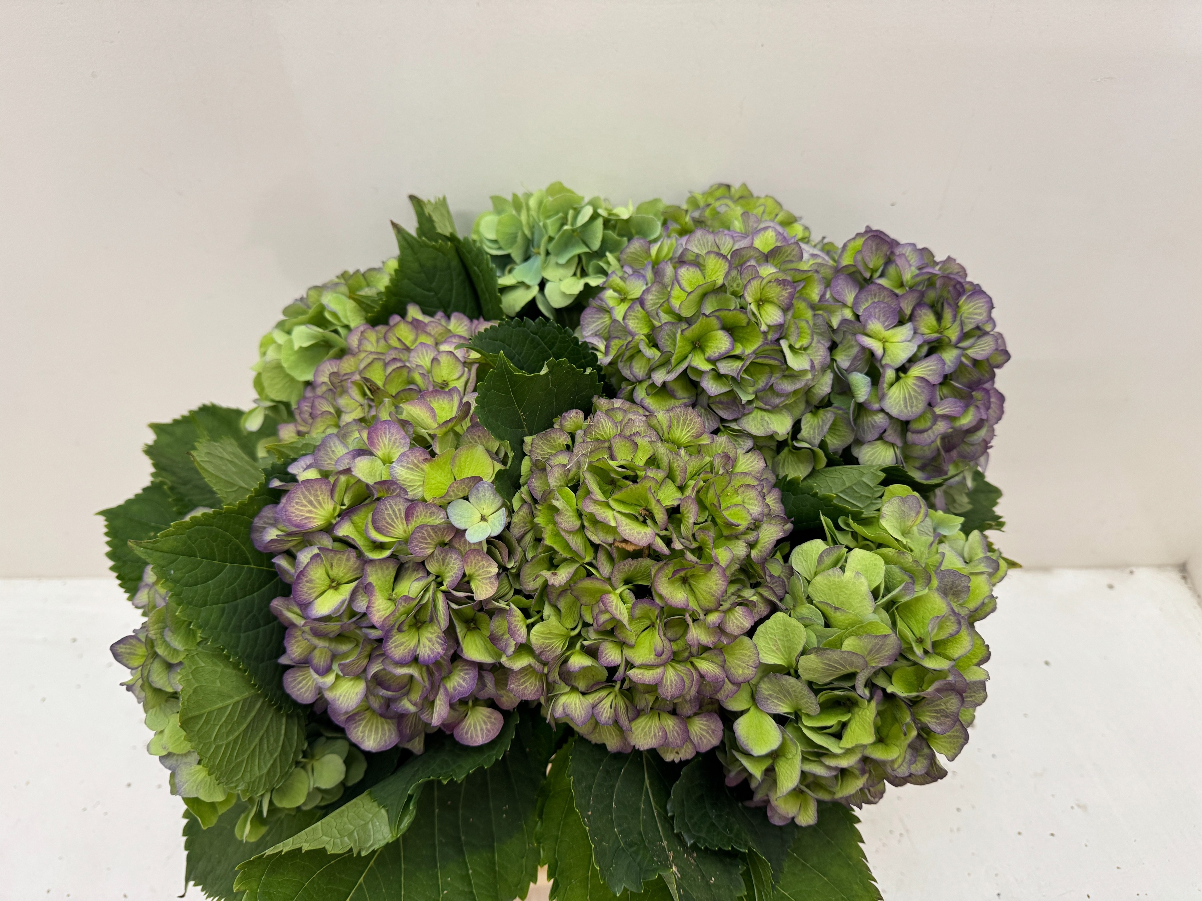 Hydrangea Verena Classic Blue 40cm 17Ø