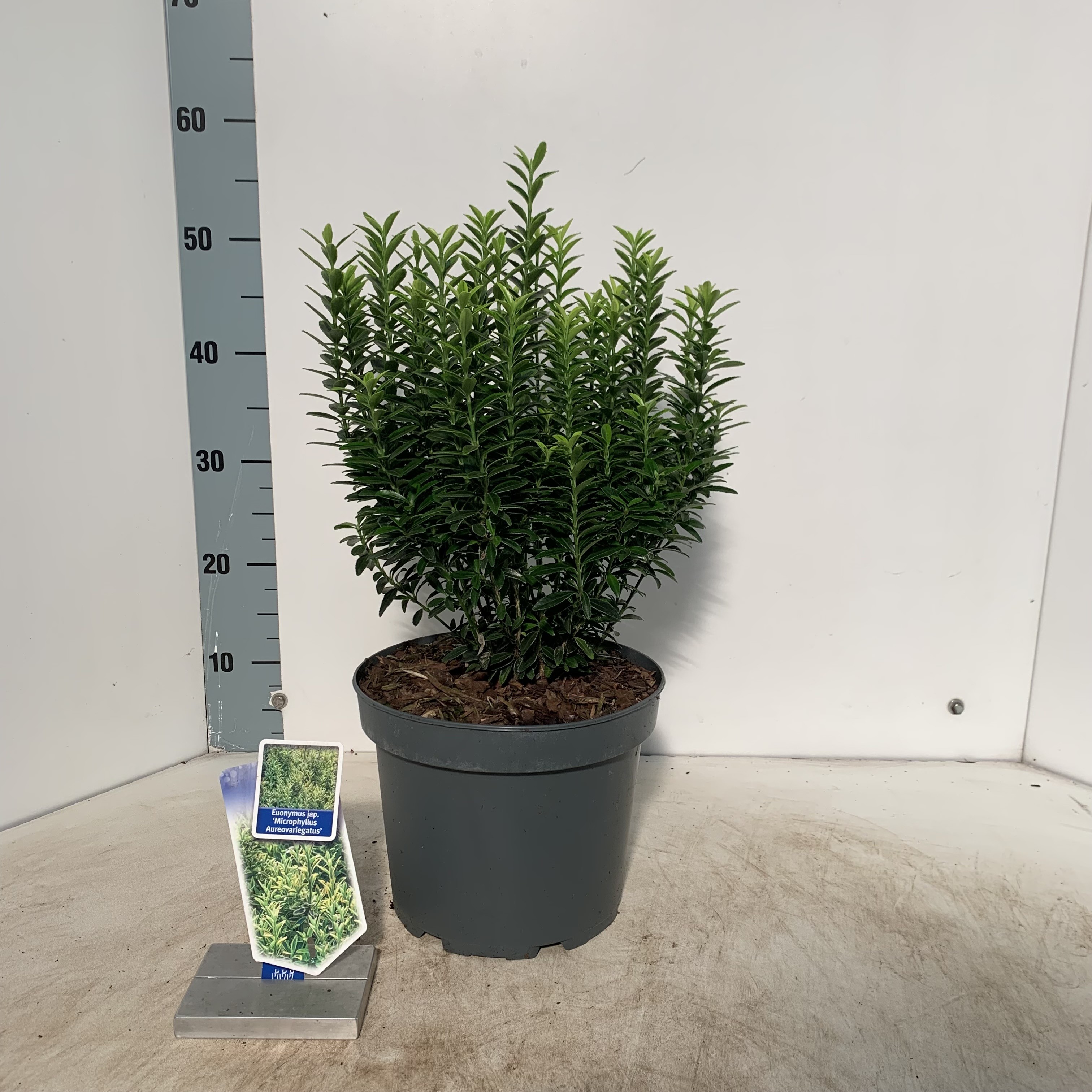 Picture of Euonymus jap. Micr. Aureovariegatus P23 (5 Ltr) (LOOSE)