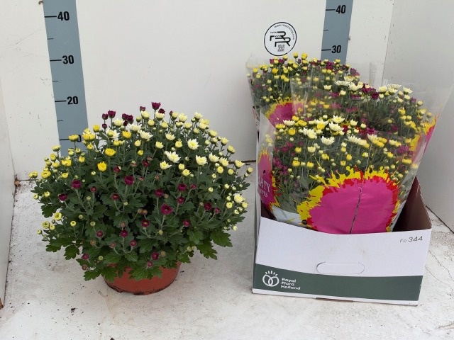 Chrys Gemengd P Pot 23Ø 30cm