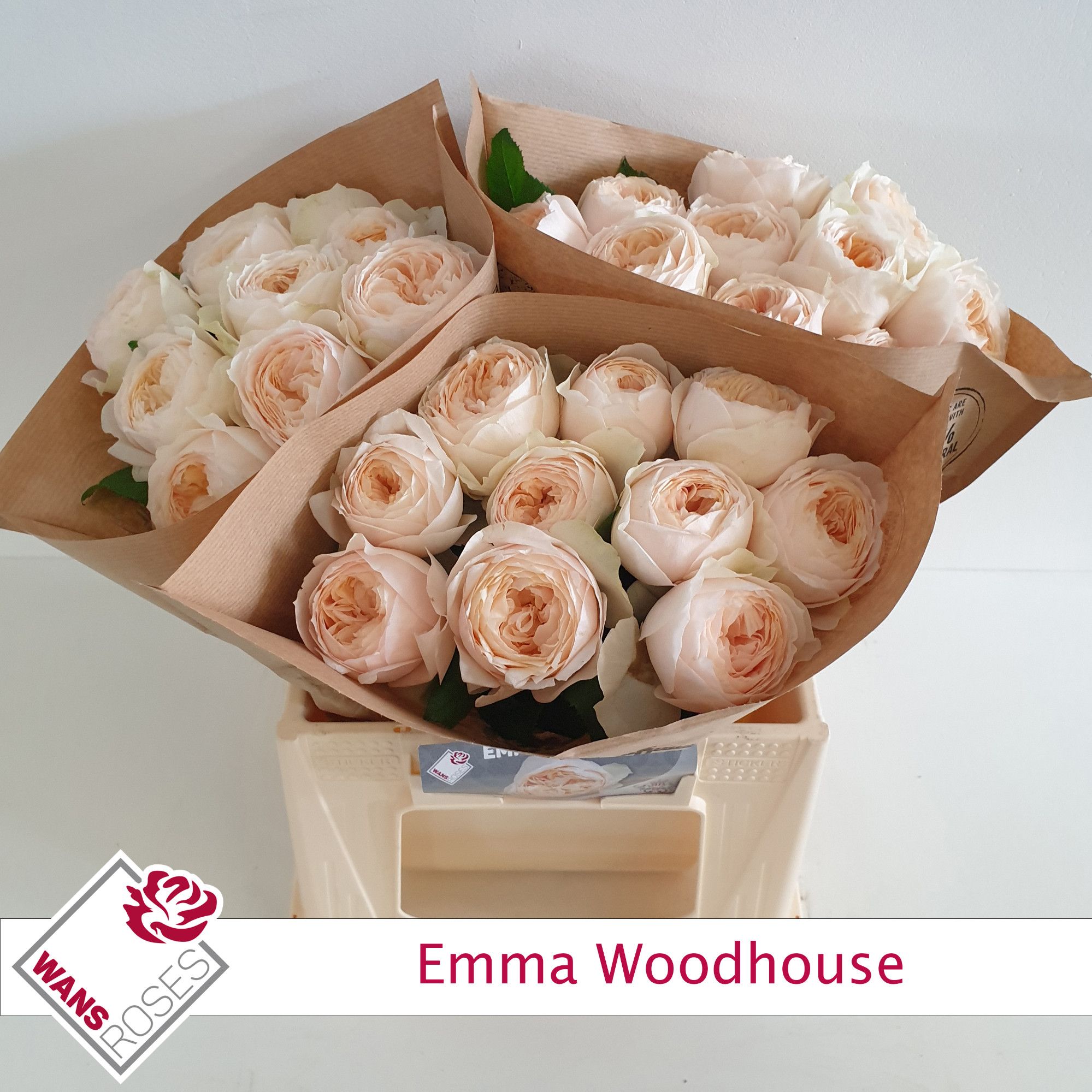 Rosa Garden Emma Woodhouse 40cm