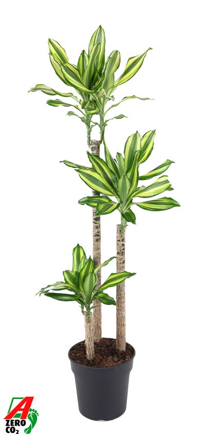 Dracaena Diamond Dream -30