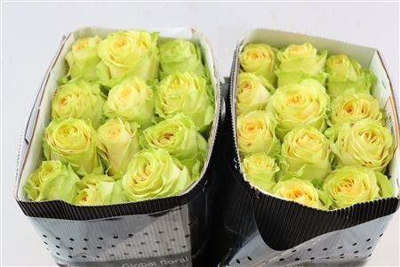 Rosa 40cm