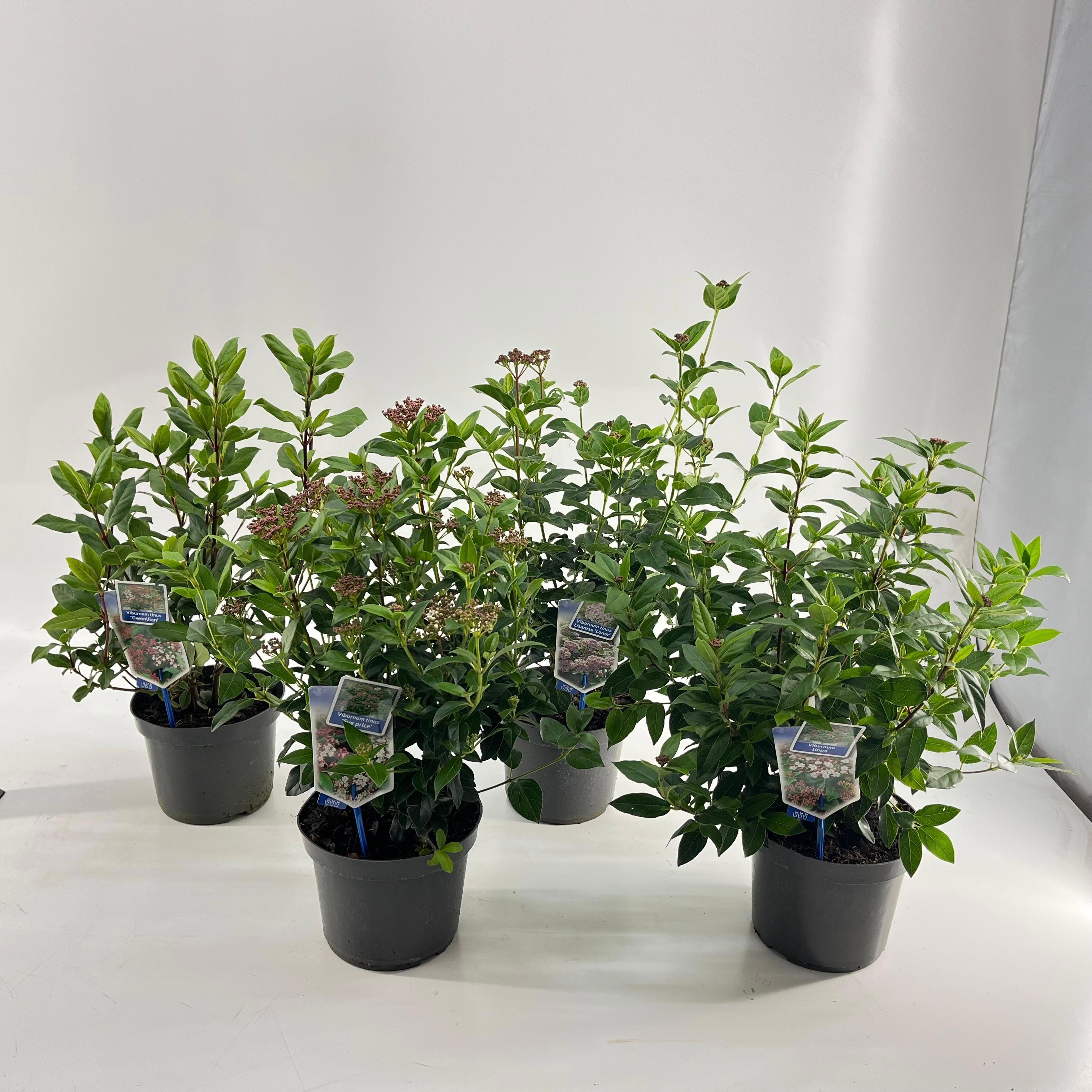 Picture of Viburnum tinus mix (minimum order one layer)