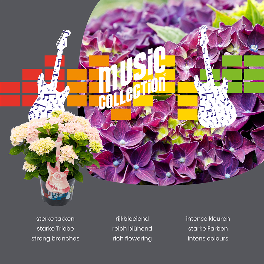 Picture of Hydrangea macr. Music Collection® MIX C2 (17cm.)