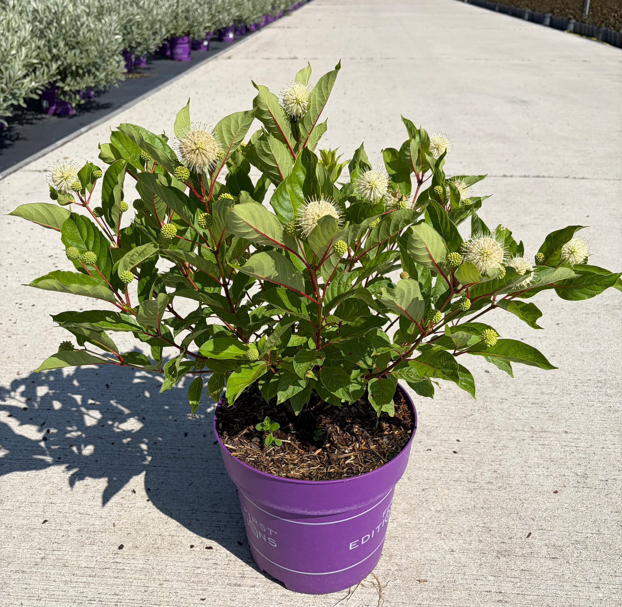 Cephalanthus occidentalis Fiber Optics® Button Bush ('Bailoptics')