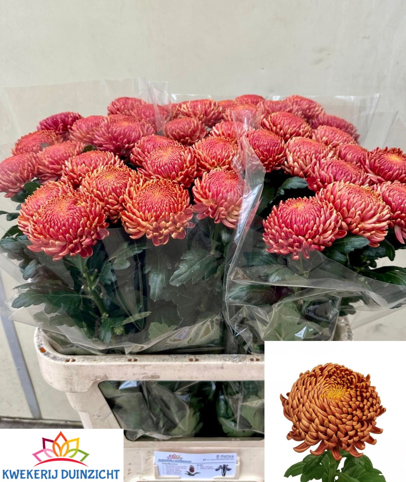 Chr G Bigoudi Bronze 80cm 100gram