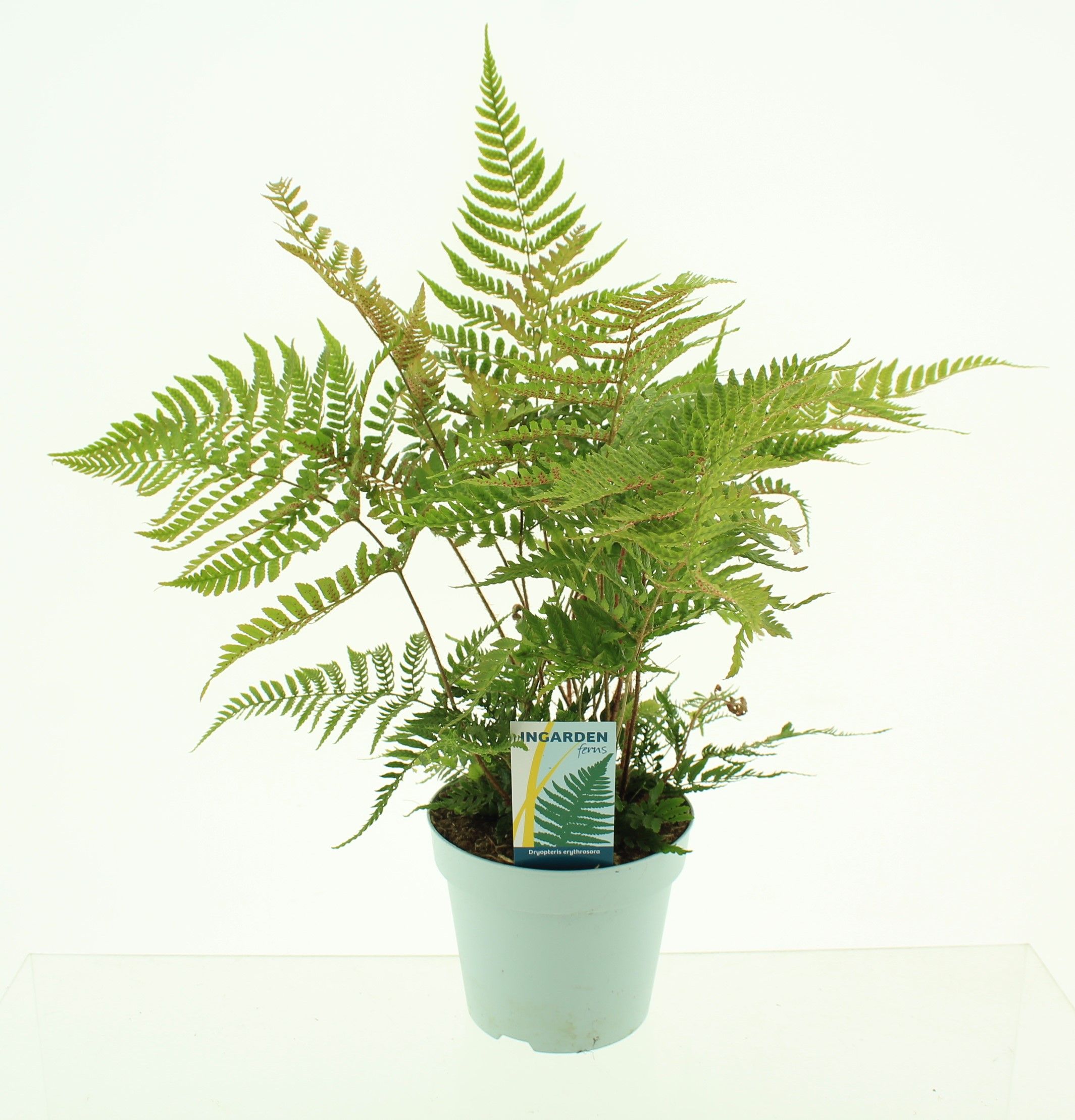 Picture of Dryopteris erythrosora