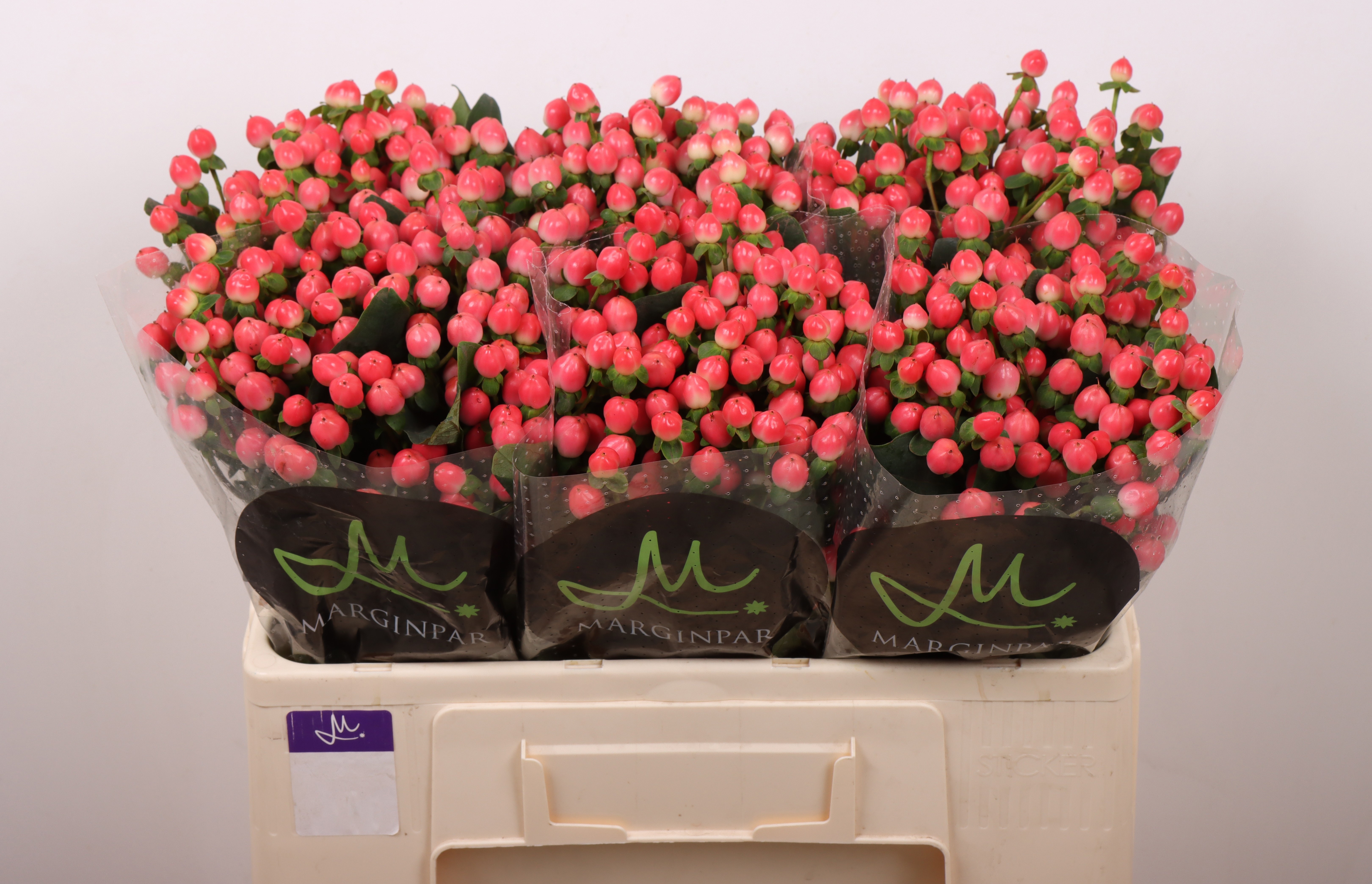 Hyp Sisu Flirt 50cm