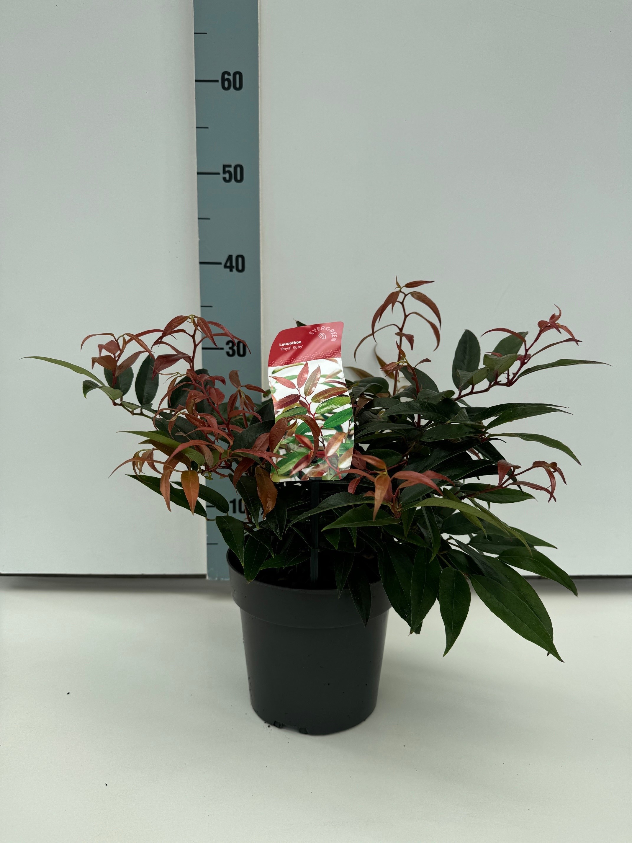 Picture of Leucothoe keiskei Royal Ruby P17 (2 Ltr)