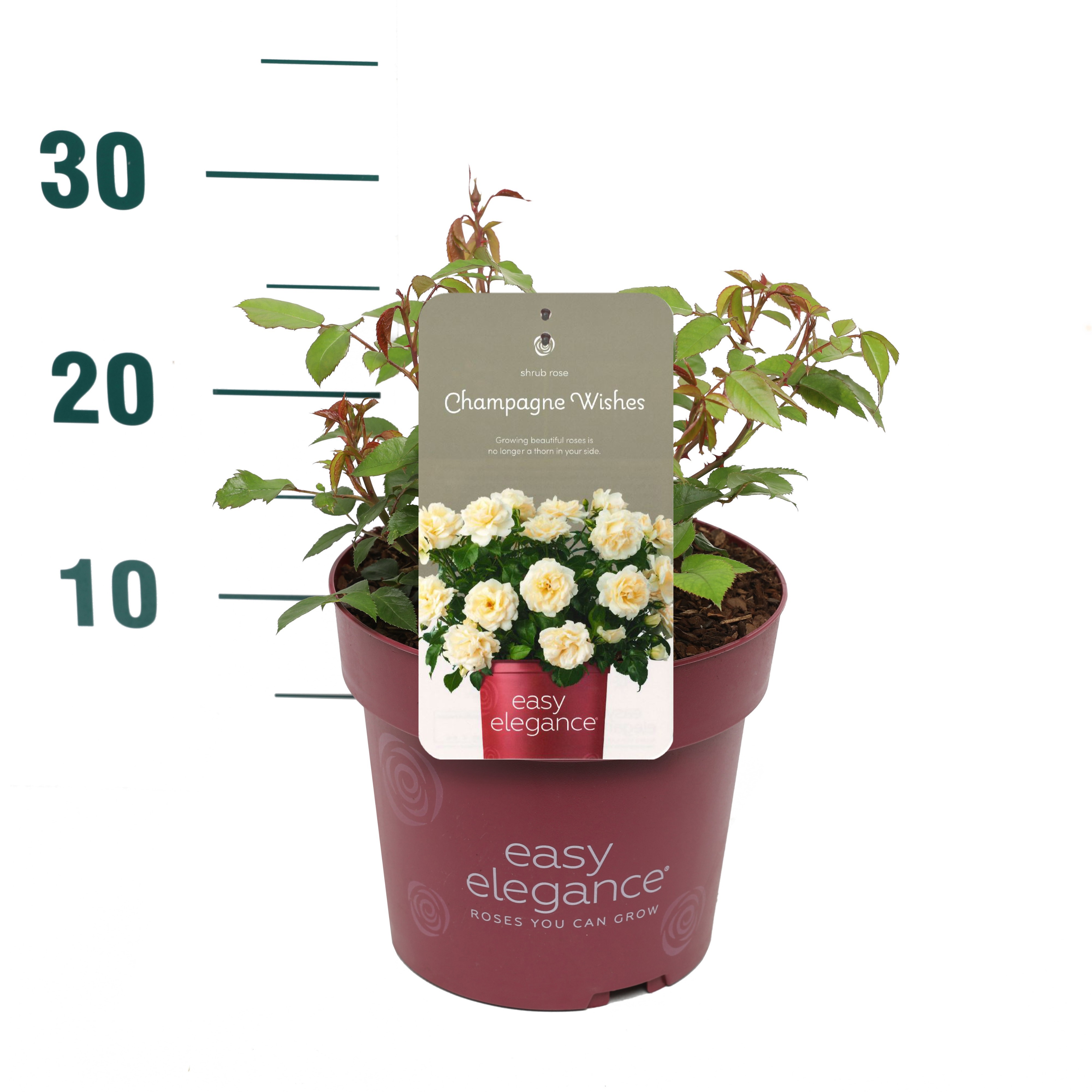 Rosa 'Champagne Wishes' - Struik - - Easy Elegance