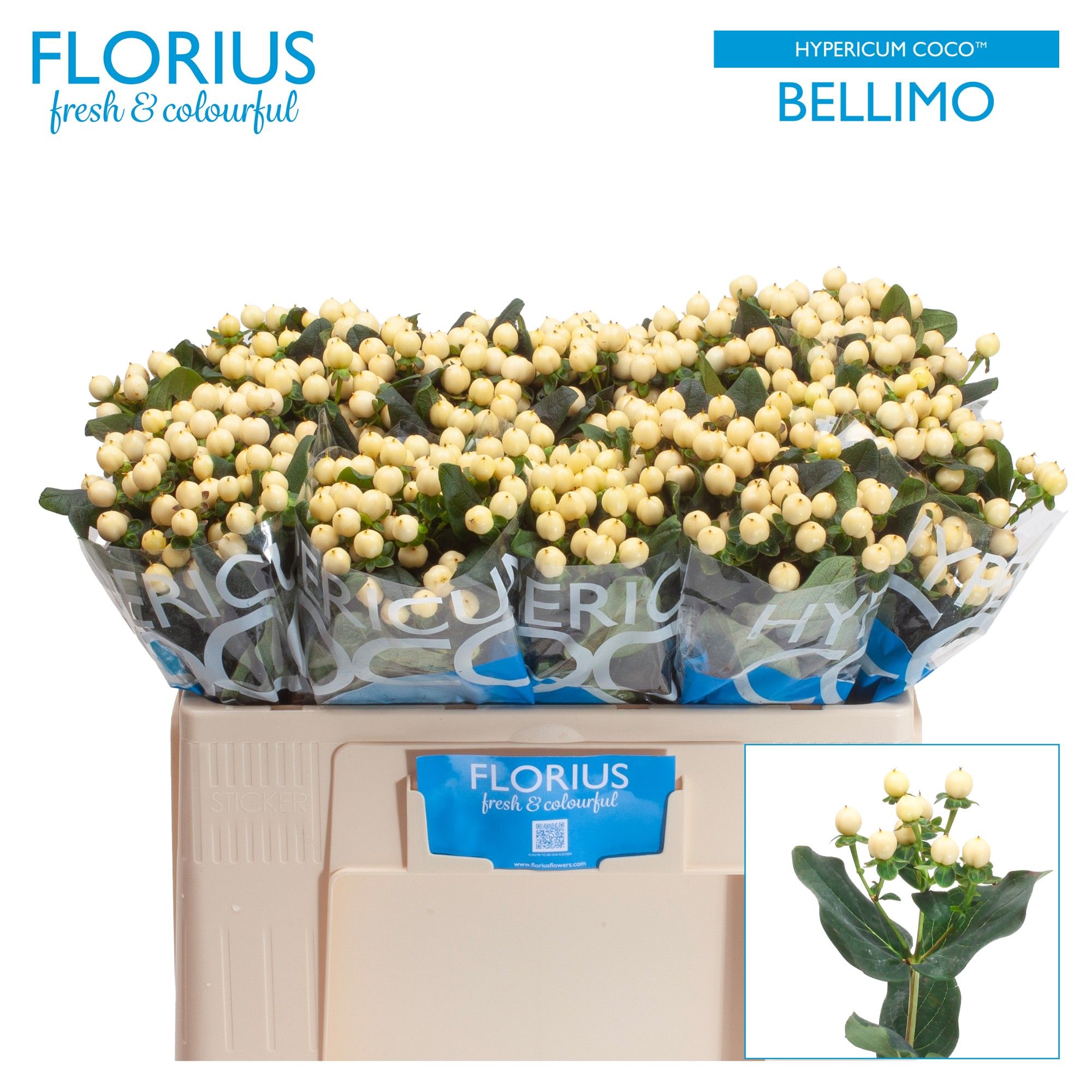 Hyp Coco Bellimo