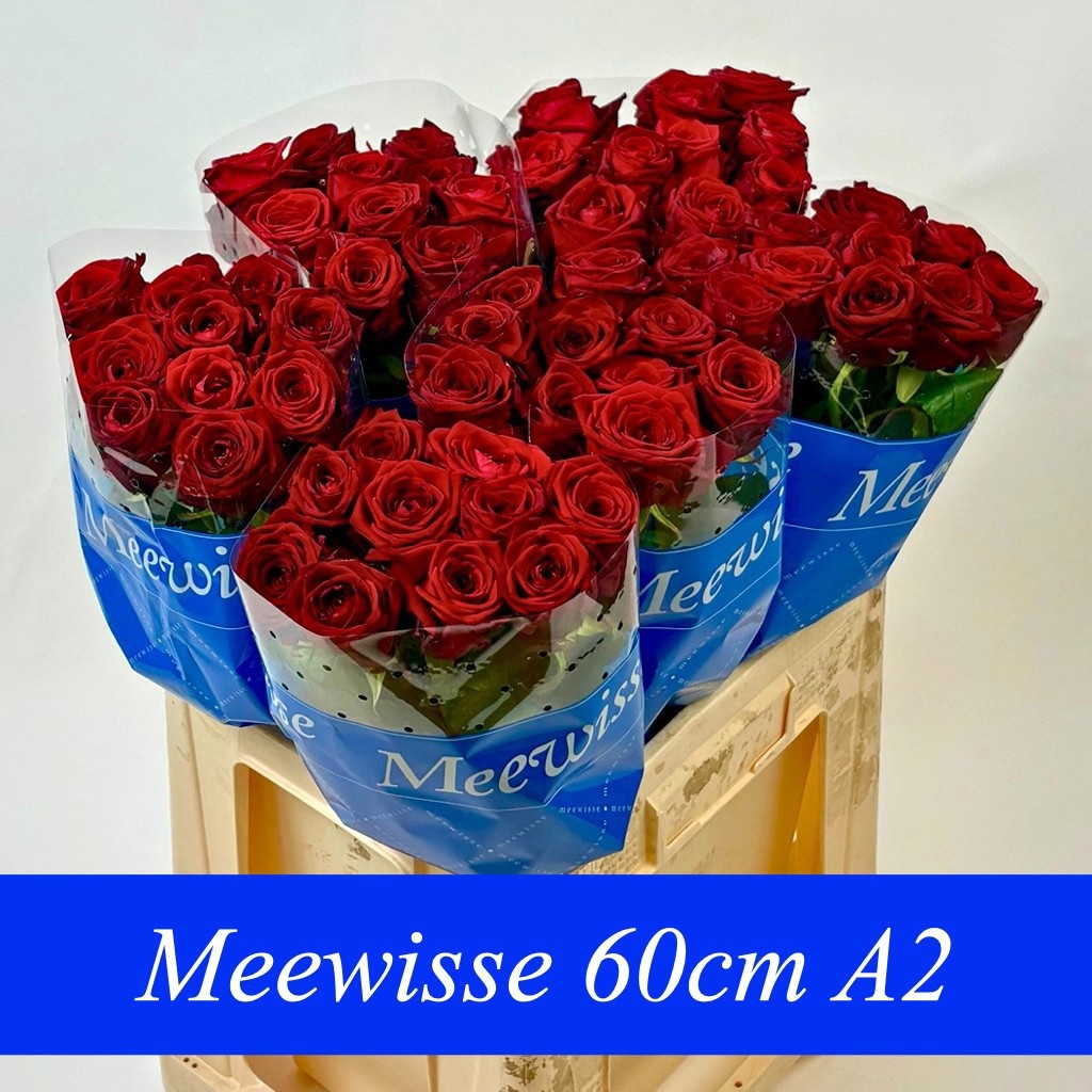 Rosa Red Naomi 60cm