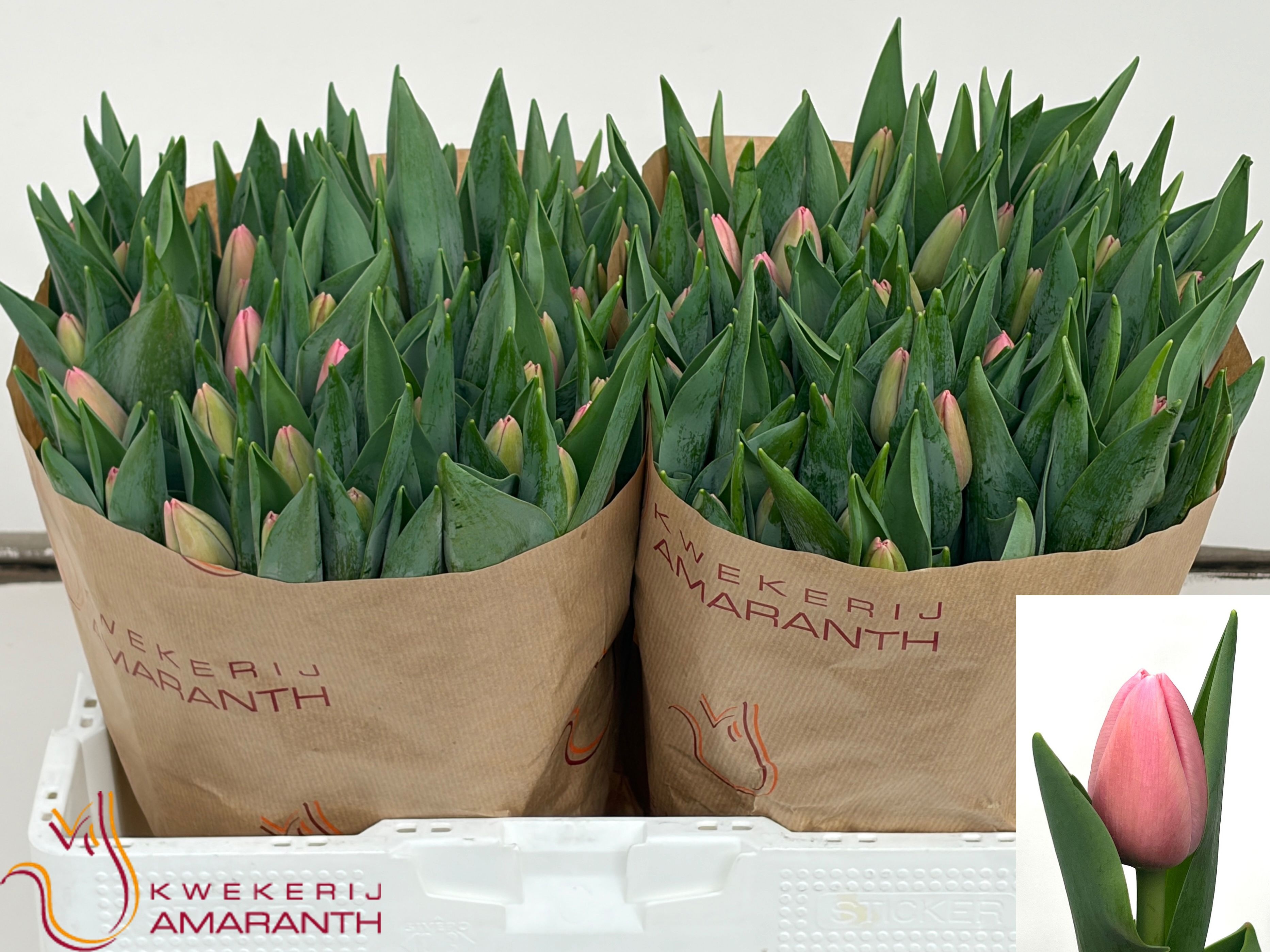 Tulipa Tresor 40cm 46gram