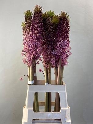 Eucomis Ov