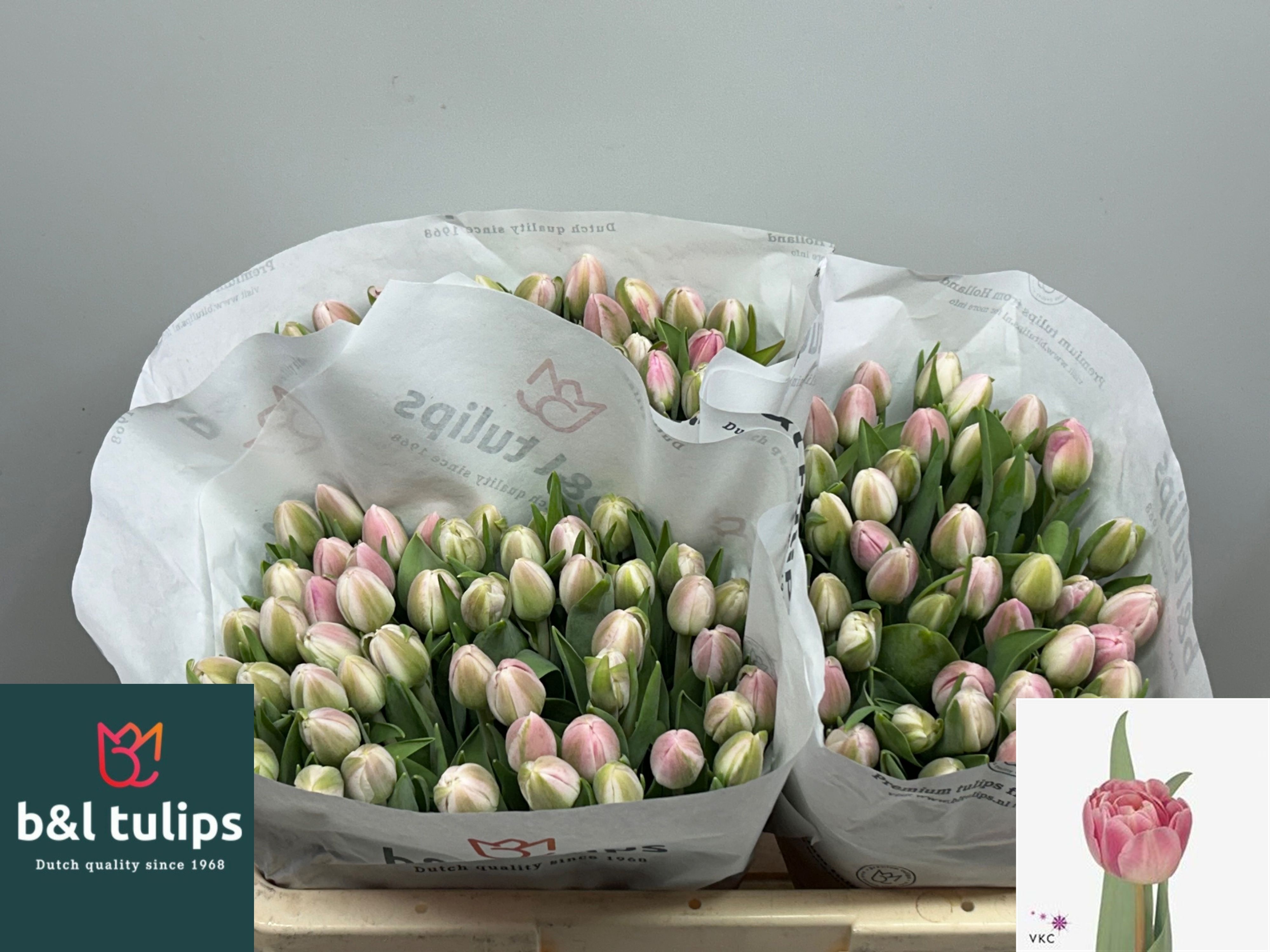 Tulipa Double Vogue 38cm 34gram