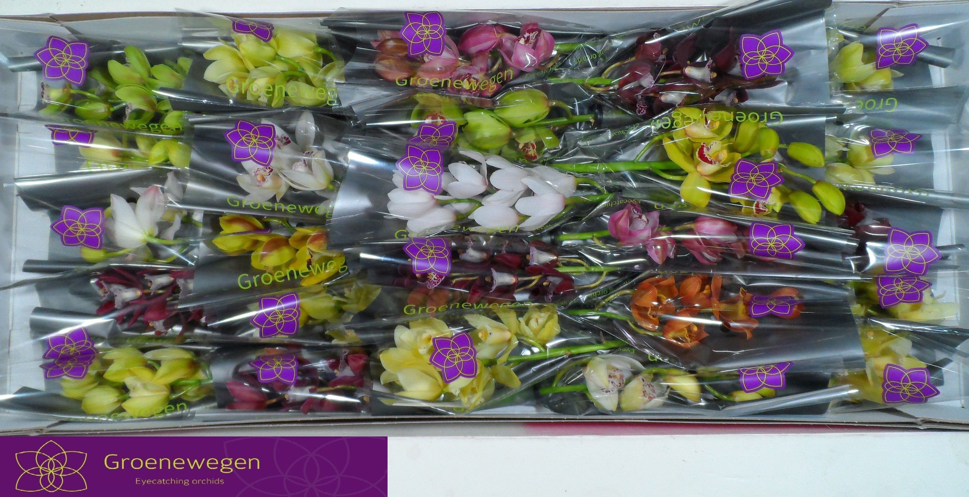 Cymbidium Asst Mini 30cm