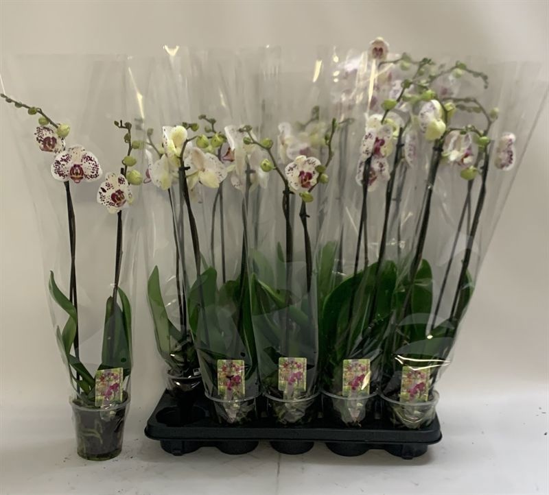 Phal Calypso 12P 70H 2TAK 16bloem 12bloei