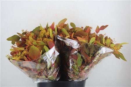 Eucalyptus Populus 45cm 150gram