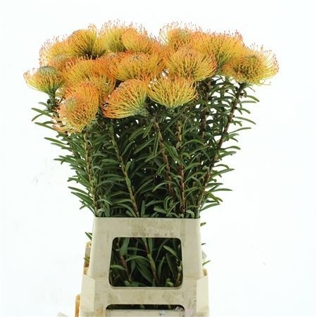 Leuco Ayoba Orange