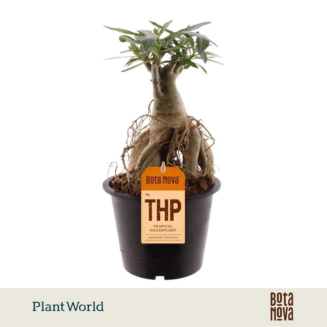 Adenium obesum