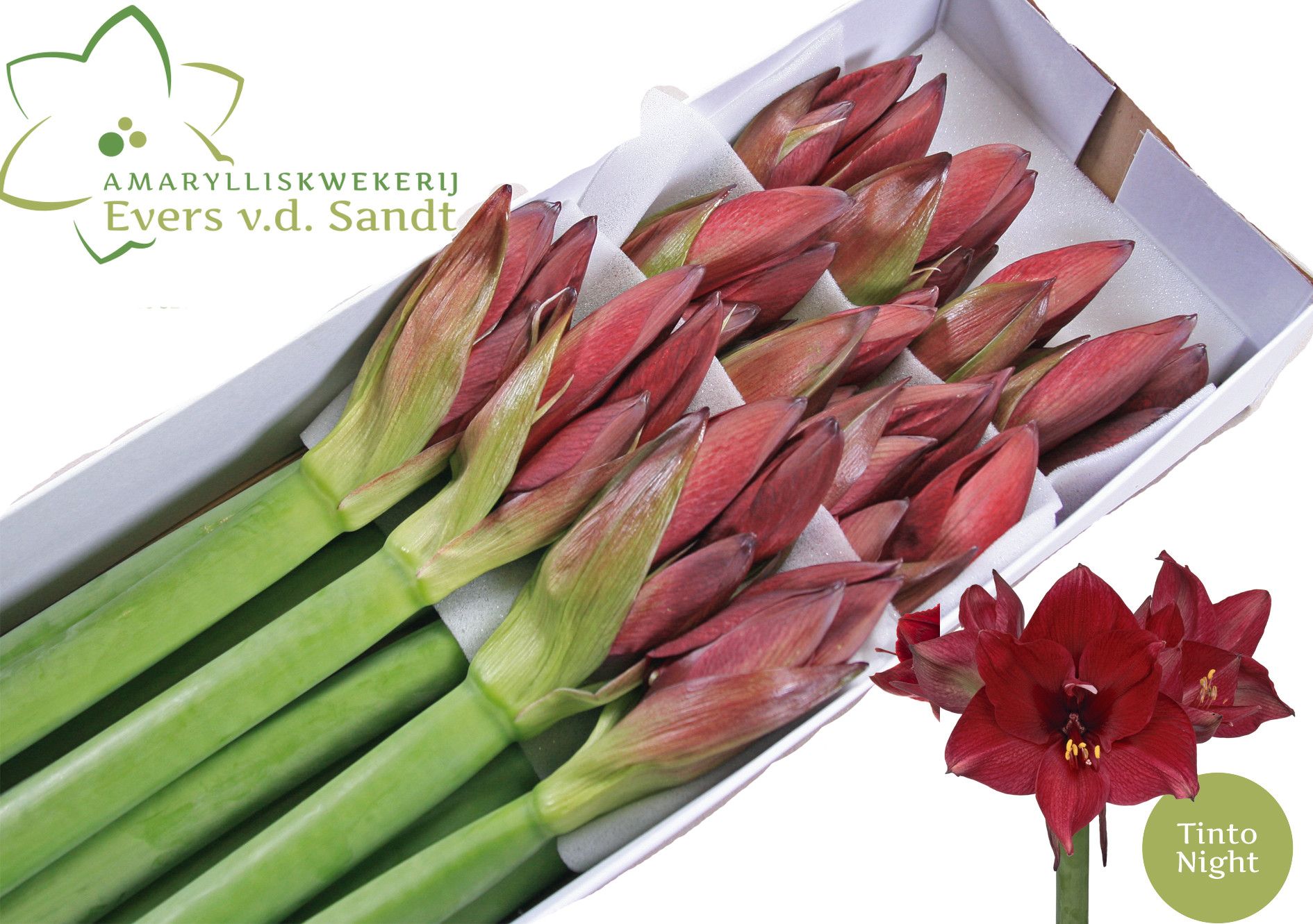 Hippeastrum Tinto Night 4bl