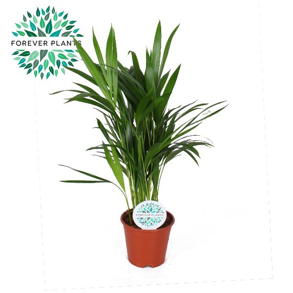 Areca Dypsis lutescens
