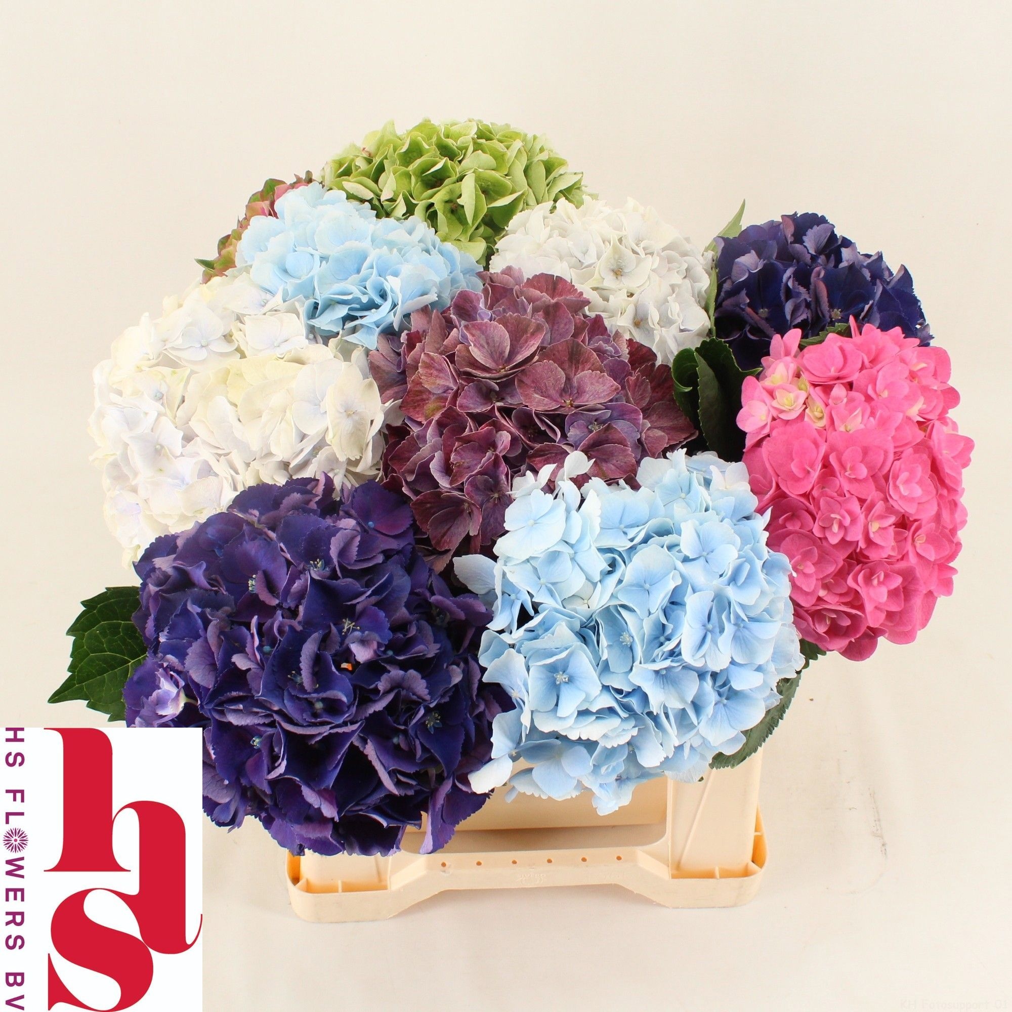Hydrangea Mixed 40cm 16Ø