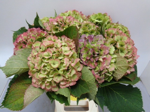 Hydrangea Verena Classic Pink 60cm 19Ø
