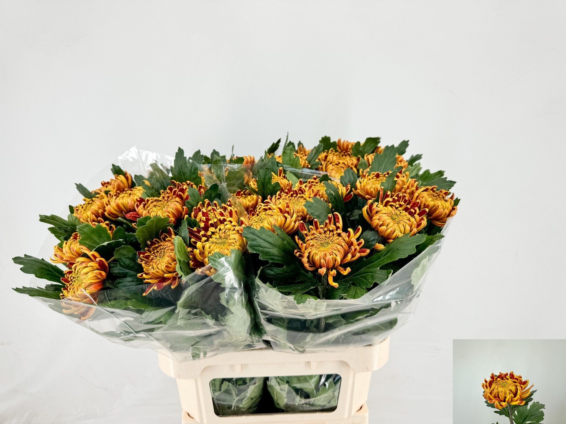 Chrys Single Fuego 70cm 55gram