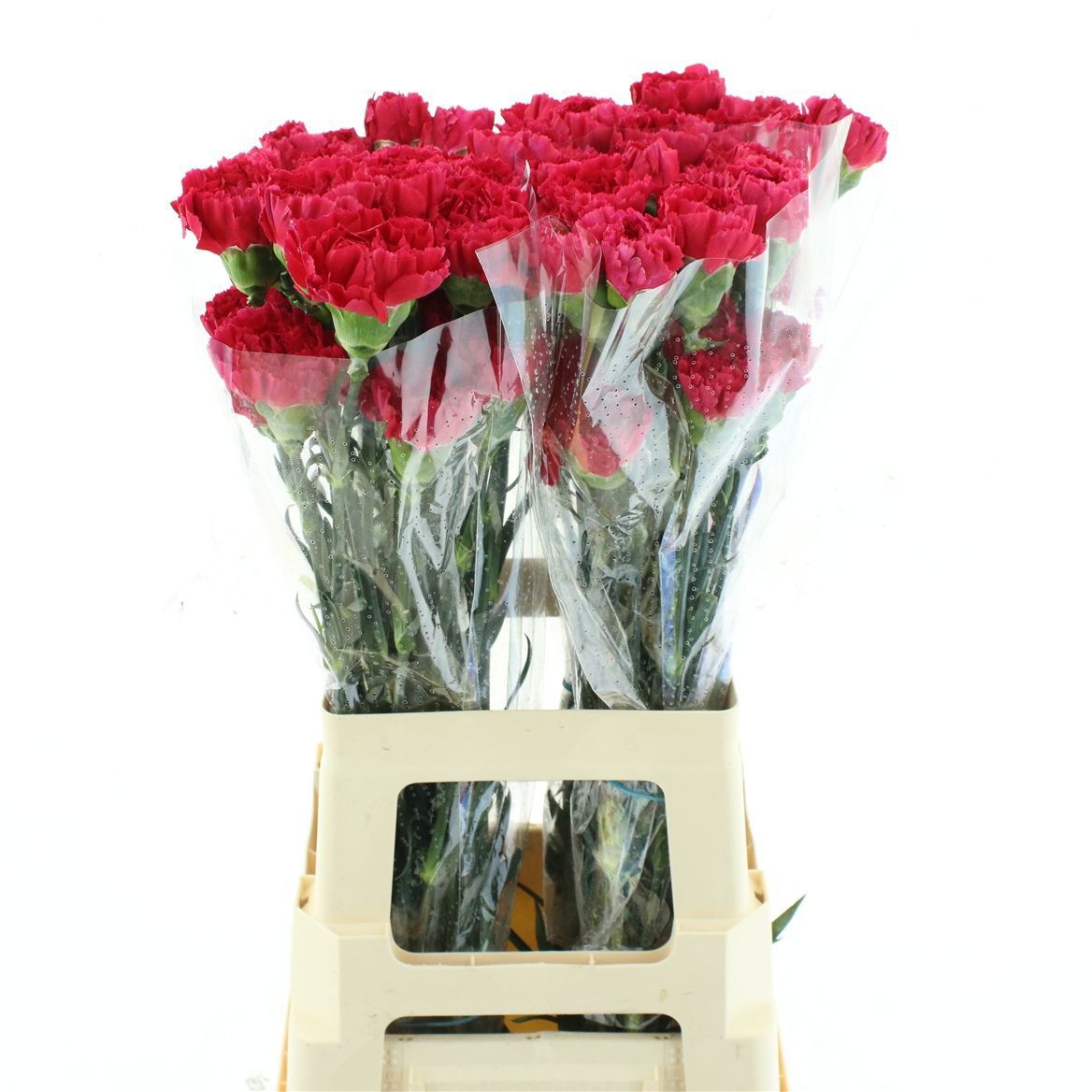 Dianthus St Bizet 60cm