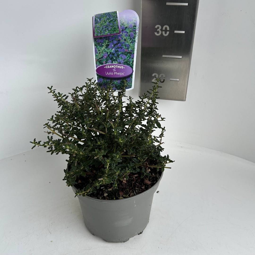 Picture of Ceanothus Julia Phelps P17 (2 Ltr) (LOOSE)