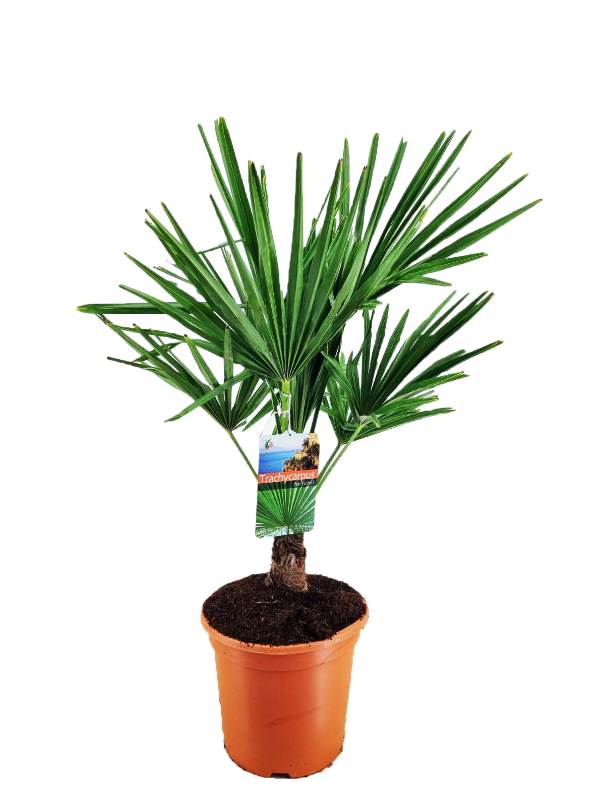 Picture of Trachycarpus fortunei P21 (4 Ltr)