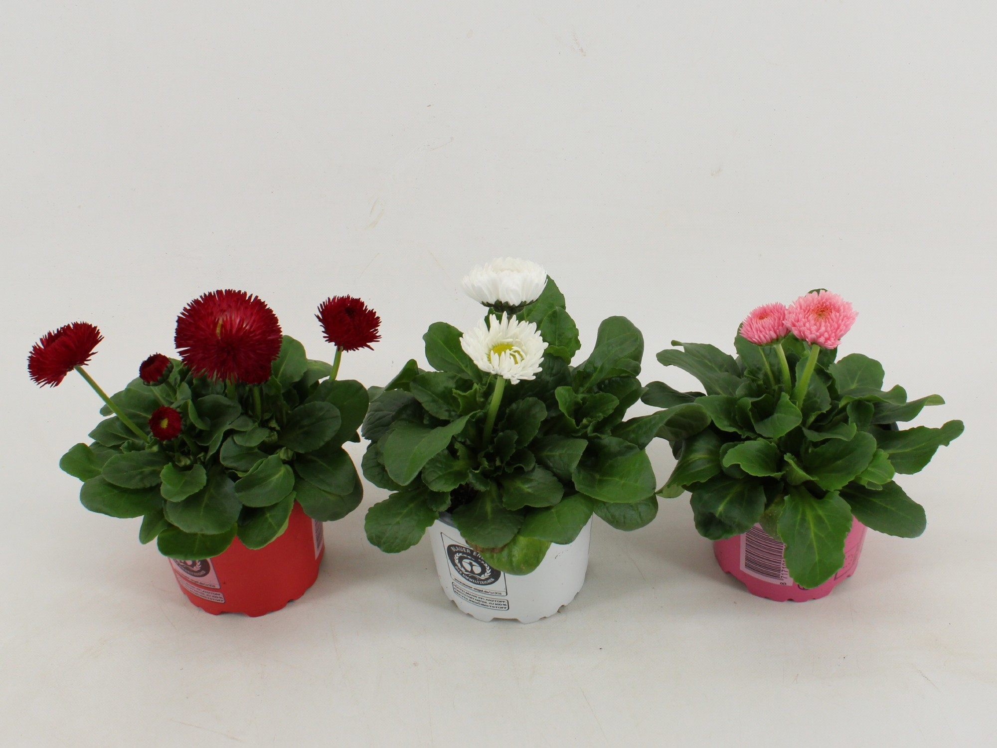 Bellis bellis Perennis Dubbel bloemig Gemengd