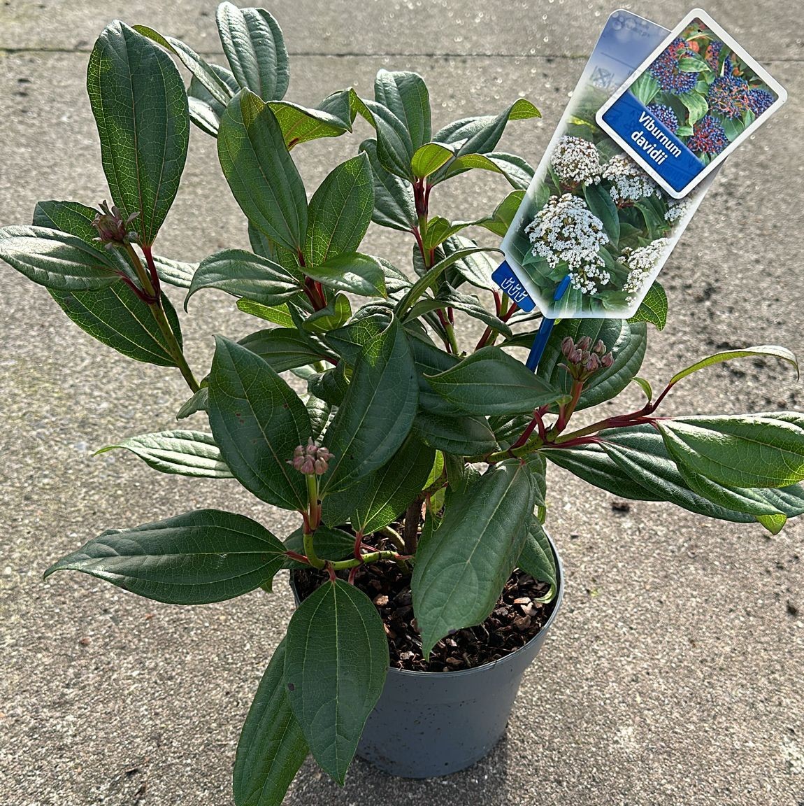 Picture of Viburnum davidii P17 (2 Ltr)