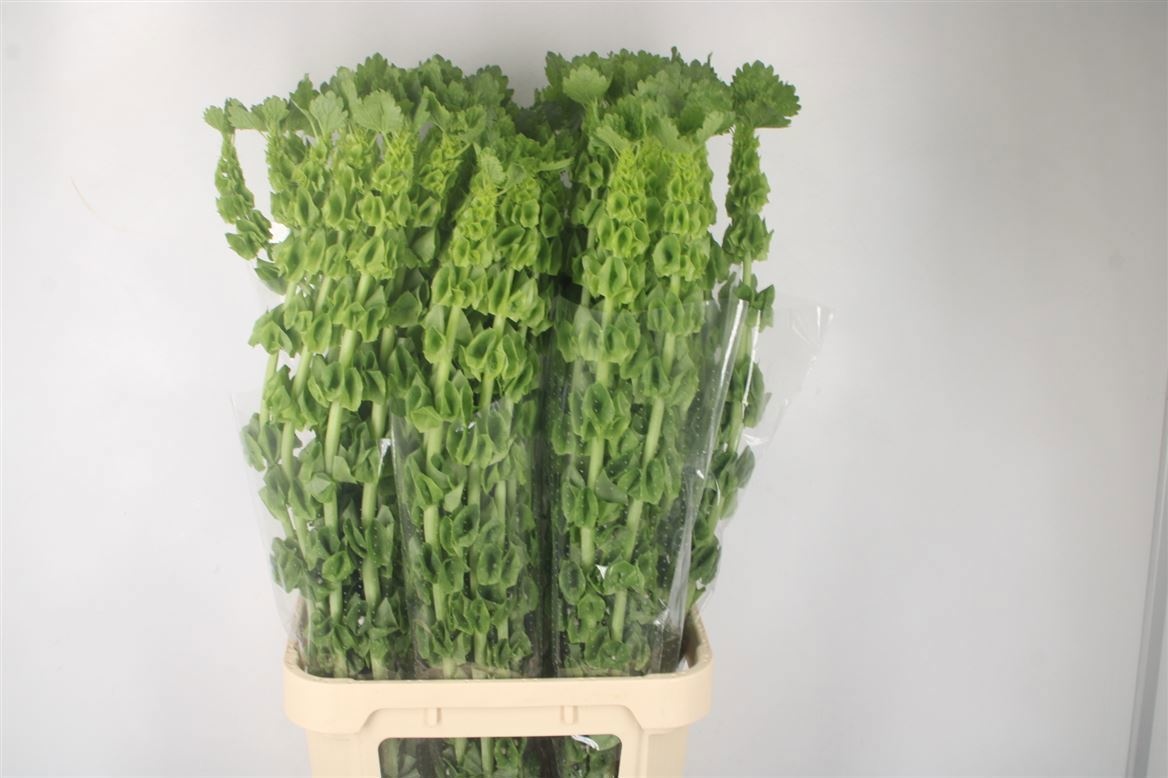 Moluccella Stuk