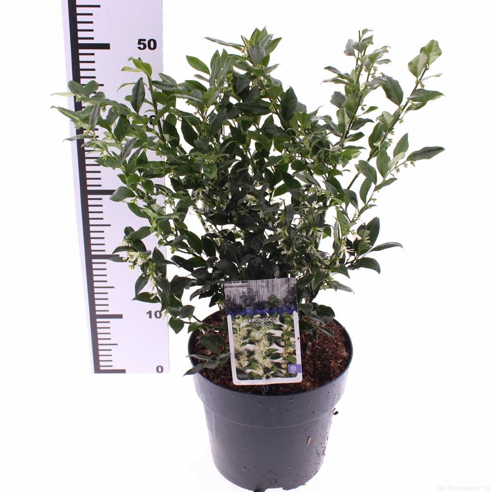 Picture of Sarcococca confusa