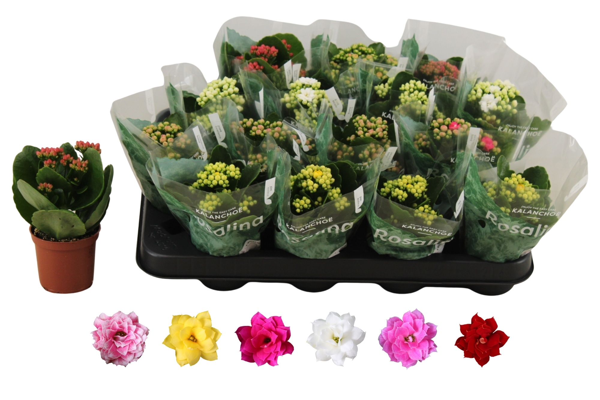 Kalan B Ge R Gem 6KL 7Ø 15cm
