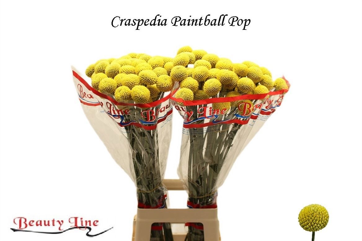 Cras Paintball Pop