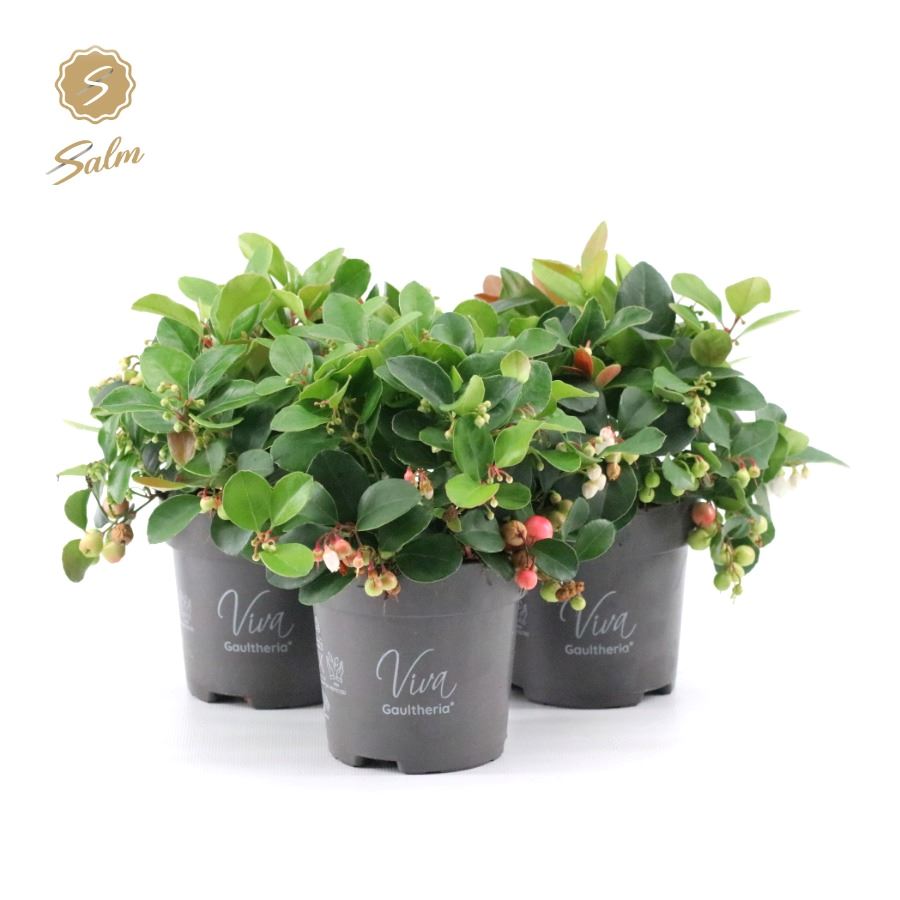 Picture of Viva Gaultheria pr. 'Big Berry'® P10