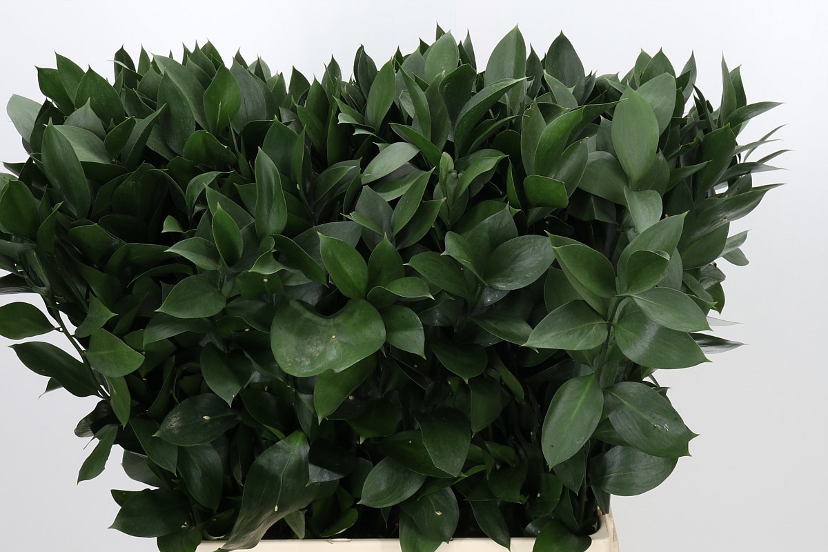 Ruscus Hypophyllum 70L.cm