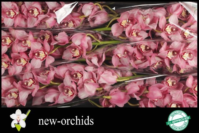 Cymbidium Earl Sky Scraper 12/15bl