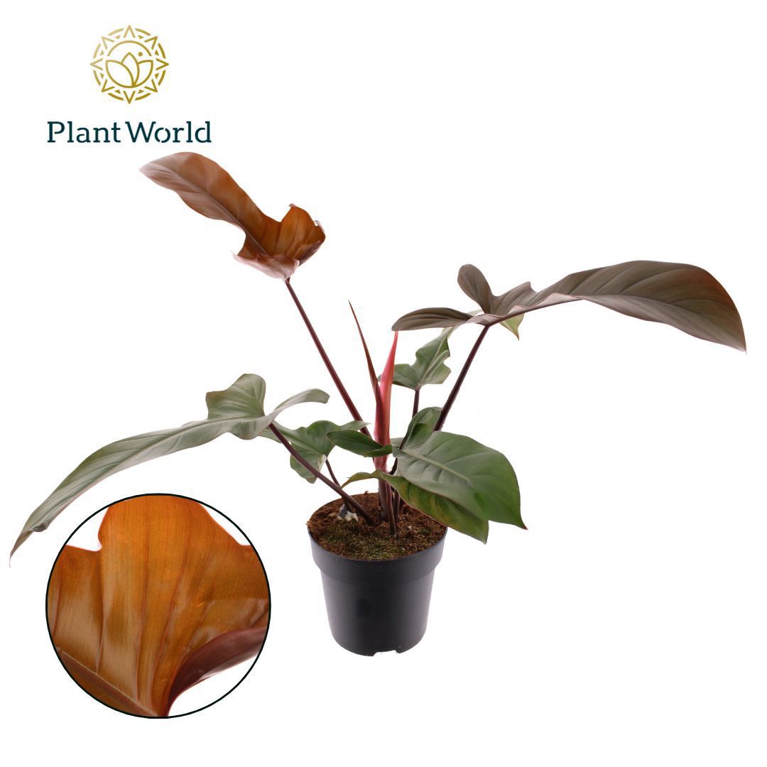 Philodendron Florida Bronze P19