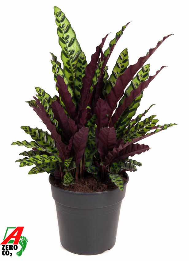 Calathea Lancifolia 27Ø 80cm